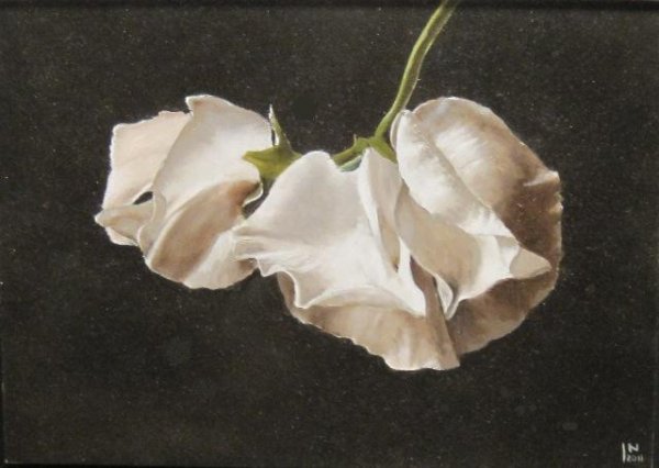 Jan Nederlof - Witte Lathyrus