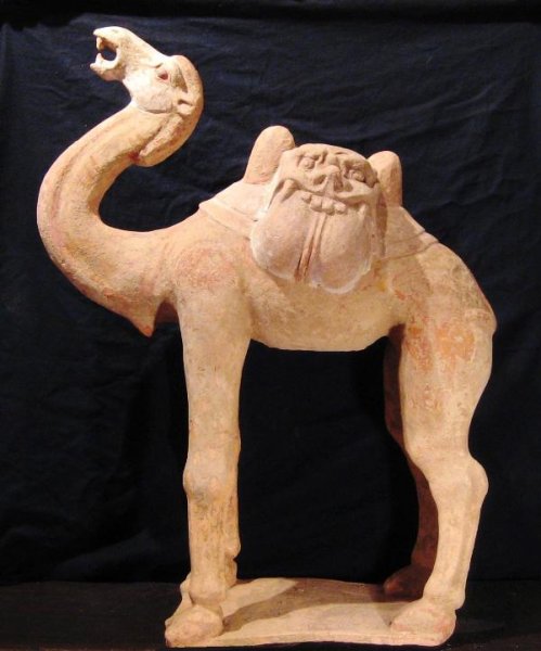 Chinese Archeologie - Grote Tang dynastie kameel (hoogte 67 cm.